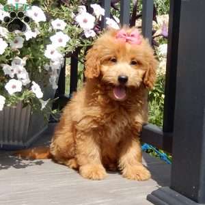 Abby, Mini Goldendoodle Puppy