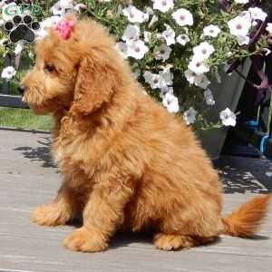 Abby, Mini Goldendoodle Puppy