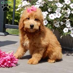 Abby, Mini Goldendoodle Puppy