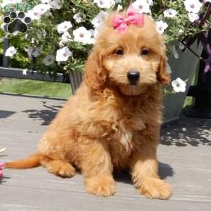 Abby, Mini Goldendoodle Puppy