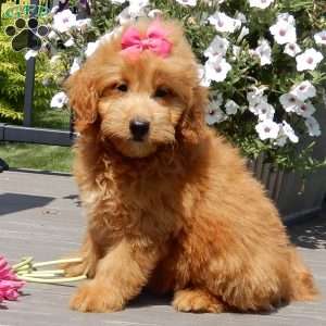 Abby, Mini Goldendoodle Puppy
