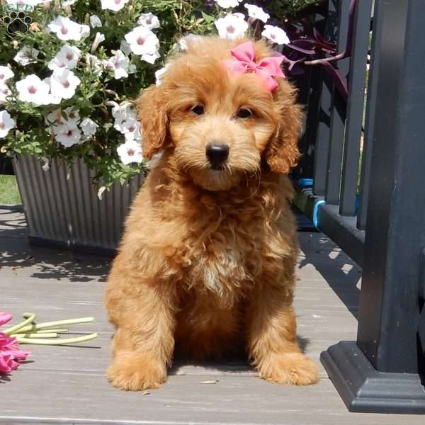 Abby, Mini Goldendoodle Puppy