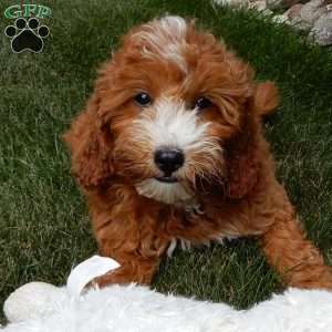 Jane, Mini Goldendoodle Puppy