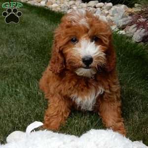 Jane, Mini Goldendoodle Puppy