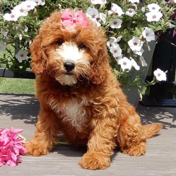 Jane, Mini Goldendoodle Puppy