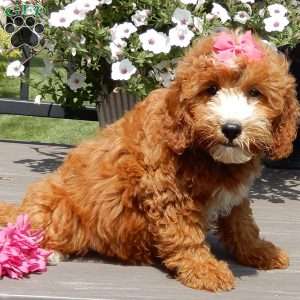 Jane, Mini Goldendoodle Puppy