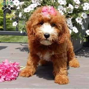 Jane, Mini Goldendoodle Puppy