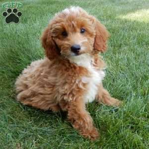Tommy, Mini Goldendoodle Puppy