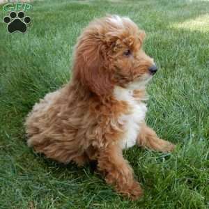 Tommy, Mini Goldendoodle Puppy