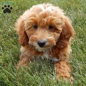 Tommy, Mini Goldendoodle Puppy