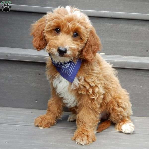 Tommy, Mini Goldendoodle Puppy