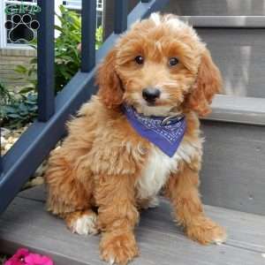 Tommy, Mini Goldendoodle Puppy
