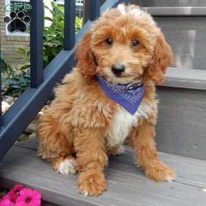 Tommy, Mini Goldendoodle Puppy