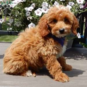 Tommy, Mini Goldendoodle Puppy