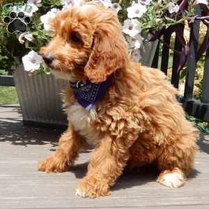 Tommy, Mini Goldendoodle Puppy
