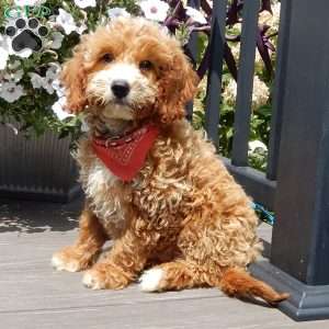 Leo, Mini Goldendoodle Puppy