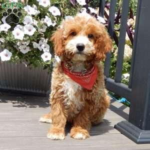 Leo, Mini Goldendoodle Puppy