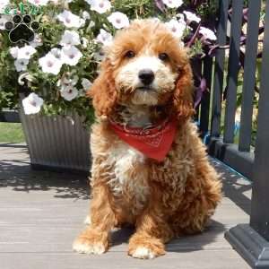 Leo, Mini Goldendoodle Puppy