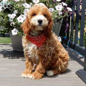Leo, Mini Goldendoodle Puppy