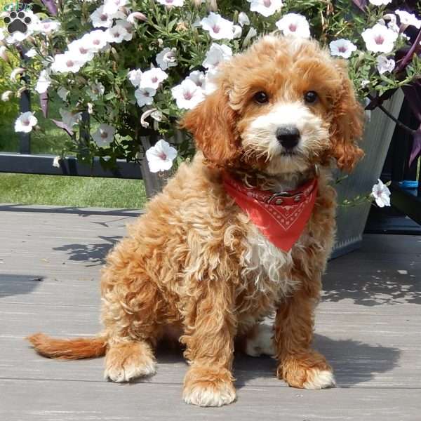 Leo, Mini Goldendoodle Puppy