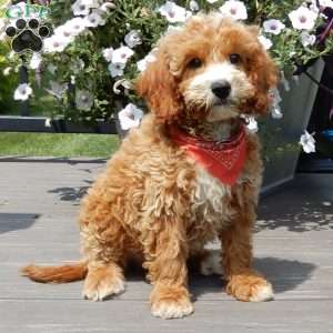 Leo, Mini Goldendoodle Puppy