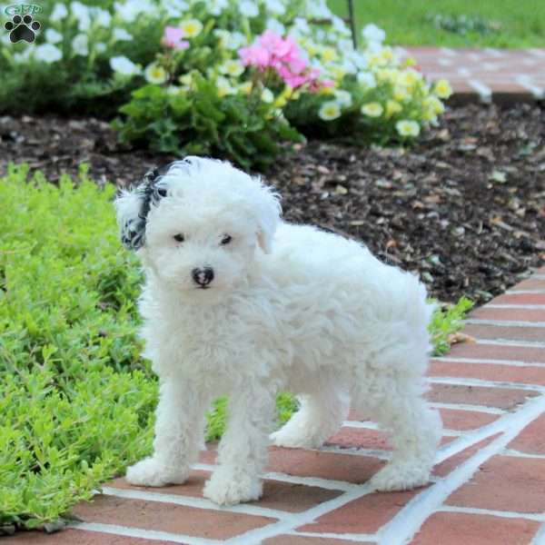 Racer, Miniature Poodle Puppy