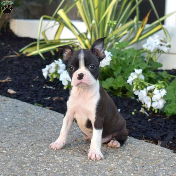 Racer, Boston Terrier Puppy