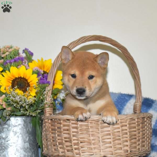 Racer, Shiba Inu Puppy