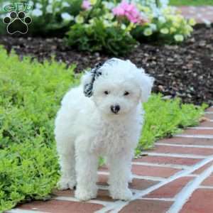 Racer, Miniature Poodle Puppy