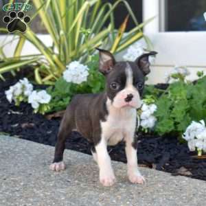 Racer, Boston Terrier Puppy