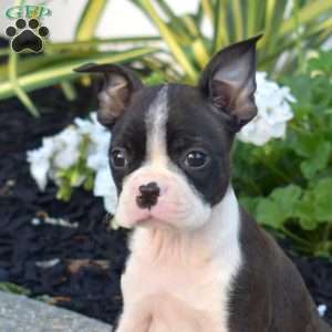 Racer, Boston Terrier Puppy