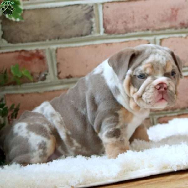 Rachel, English Bulldog Puppy