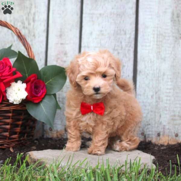 Raina, Maltipoo Puppy