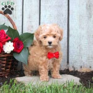 Raina, Maltipoo Puppy
