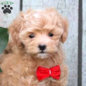 Raina, Maltipoo Puppy