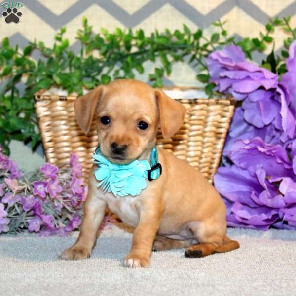 Raina, Chiweenie Puppy