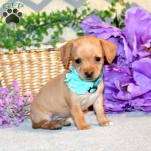 Raina, Chiweenie Puppy