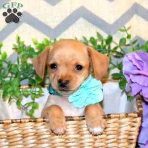 Raina, Chiweenie Puppy