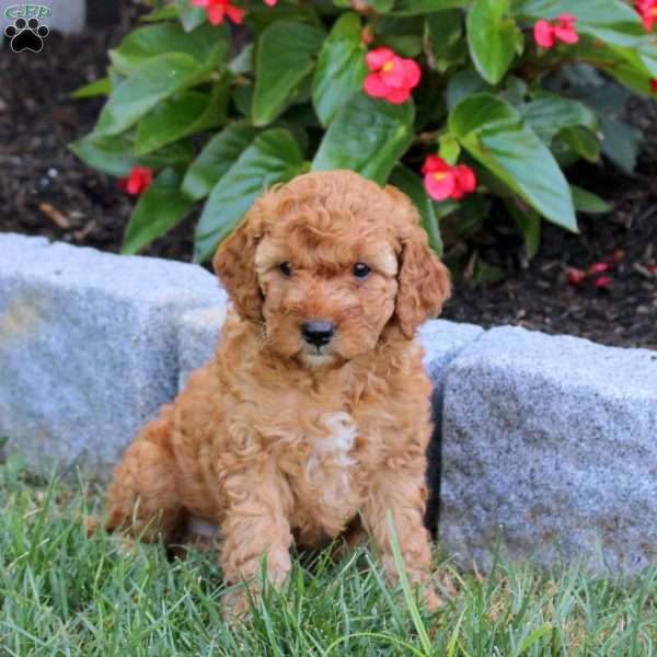 Rainbow, Mini Goldendoodle Puppy