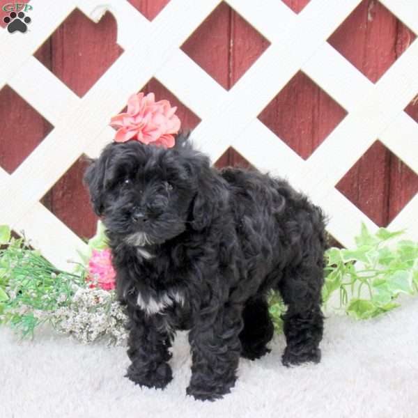 Rainbow, Yorkie Poo Puppy
