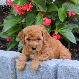 Rainbow, Mini Goldendoodle Puppy