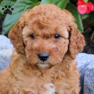 Rainbow, Mini Goldendoodle Puppy