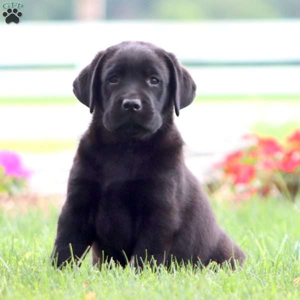 Rainbow, Black Labrador Retriever Puppy