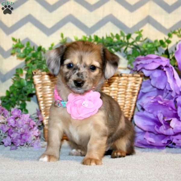 Rainbow, Chiweenie Puppy
