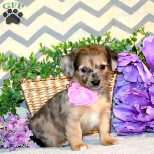 Rainbow, Chiweenie Puppy