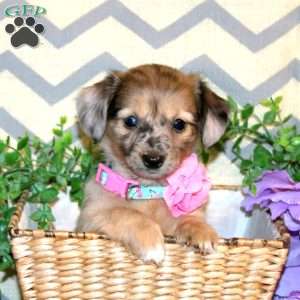 Rainbow, Chiweenie Puppy