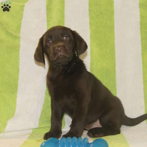 Raine, Chocolate Labrador Retriever Puppy