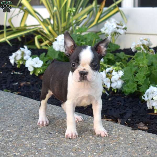 Raisin, Boston Terrier Puppy