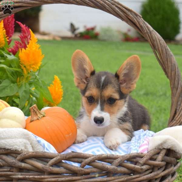 Raisin, Pembroke Welsh Corgi Puppy
