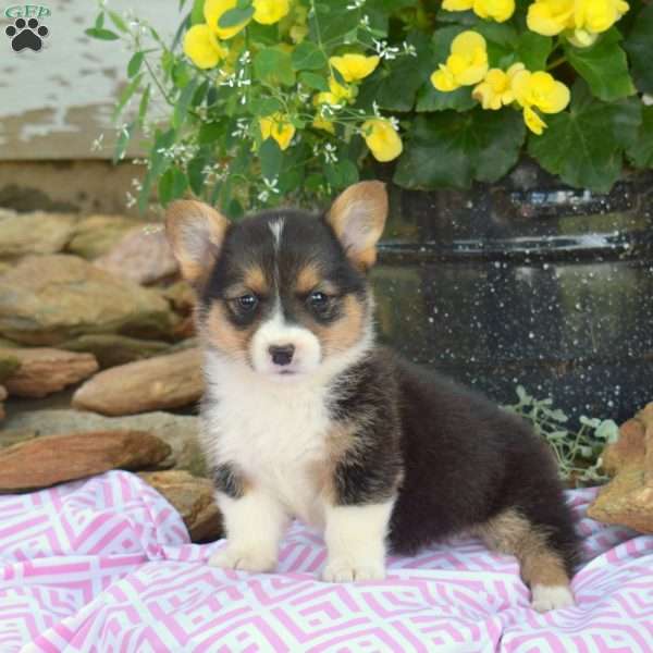 Raisin, Pembroke Welsh Corgi Puppy